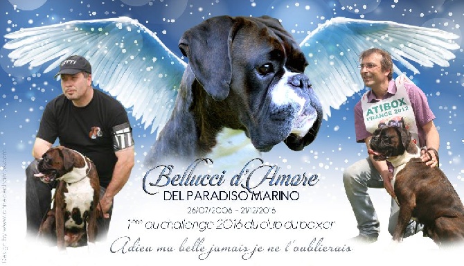 Del paradiso marino - HOMMAGE A BELLUCCI