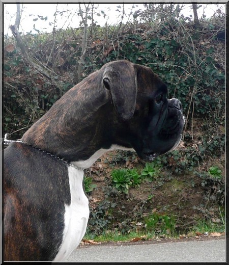 Bella d'amore Del paradiso marino