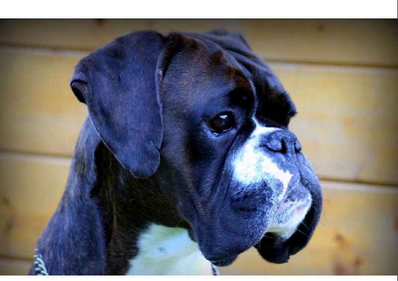 Bellucci Del paradiso marino