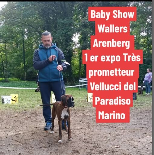 BABY SHOW DE WALLERS  ARENBERG FRANCE