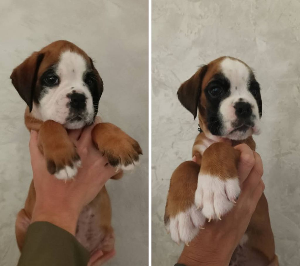 Disponible deux adorables Babys 