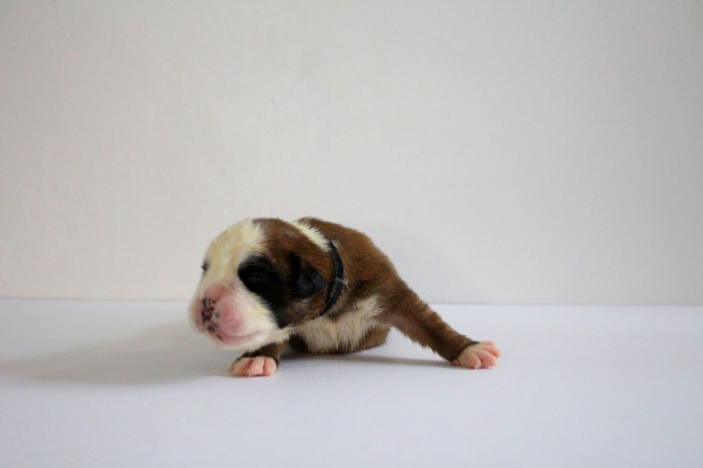 Del paradiso marino - Chiots disponibles - Boxer