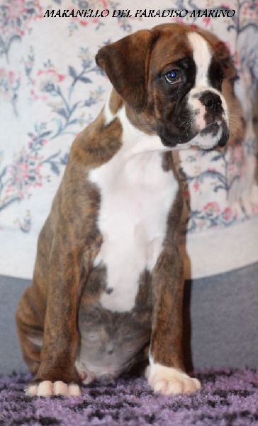 Del paradiso marino - Boxer - Portée née le 24/02/2016