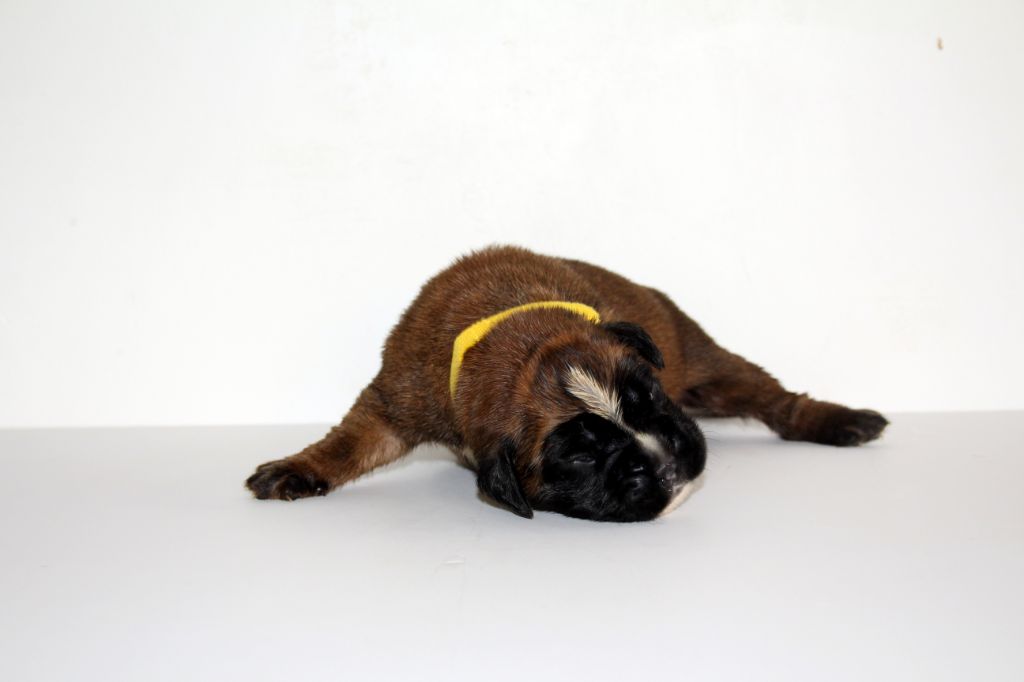 Del paradiso marino - Chiots disponibles - Boxer