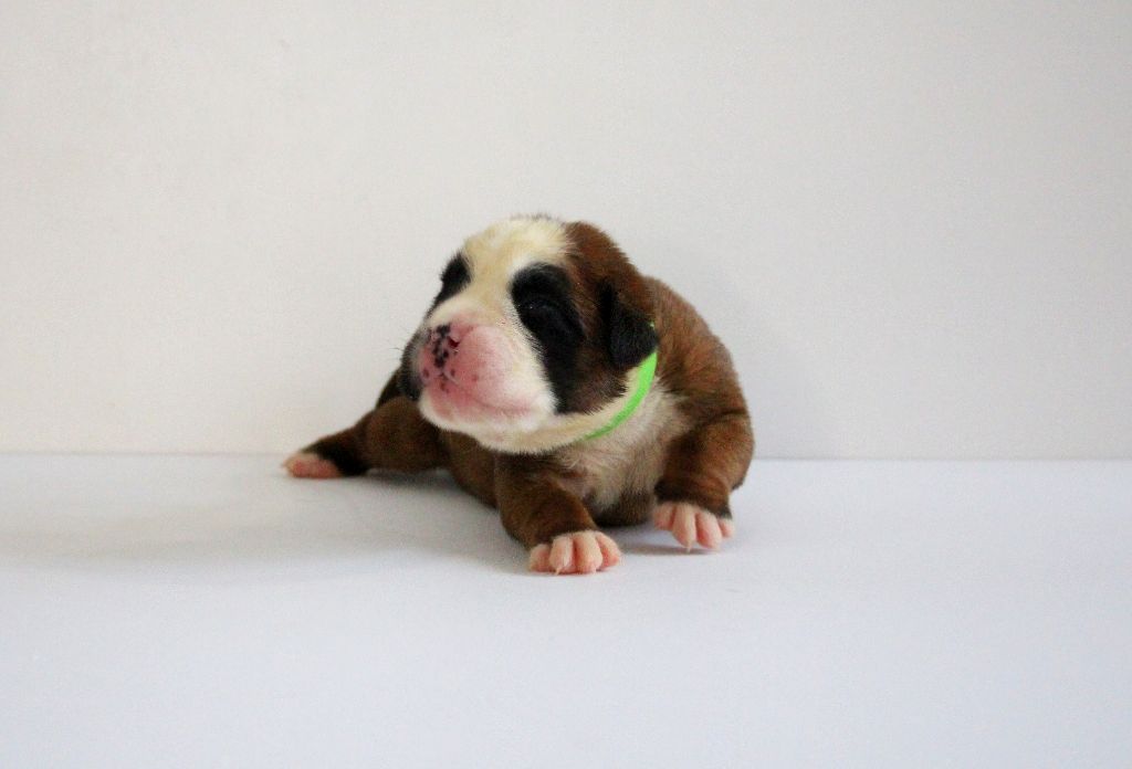 Del paradiso marino - Chiots disponibles - Boxer