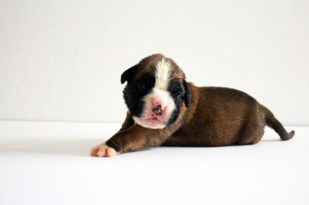 Del paradiso marino - Chiots disponibles - Boxer