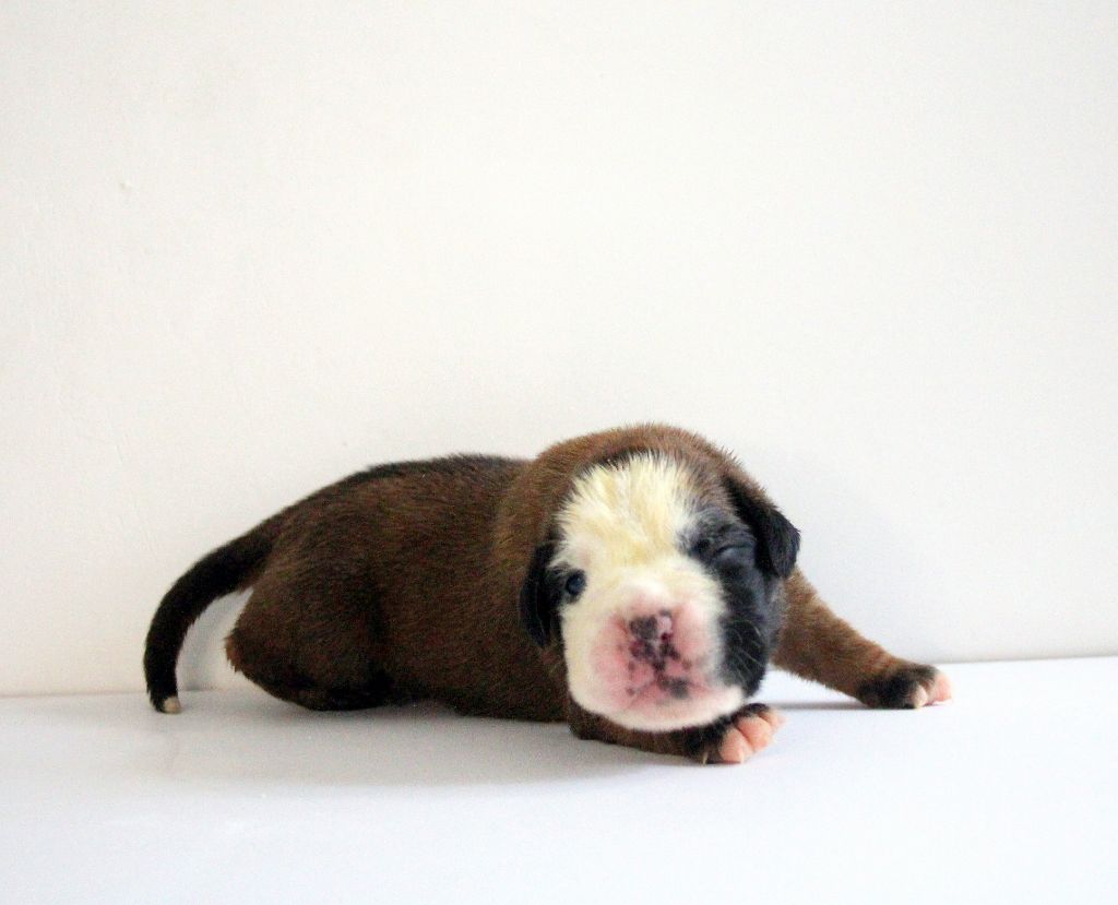Del paradiso marino - Chiots disponibles - Boxer