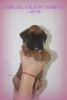 LEINA