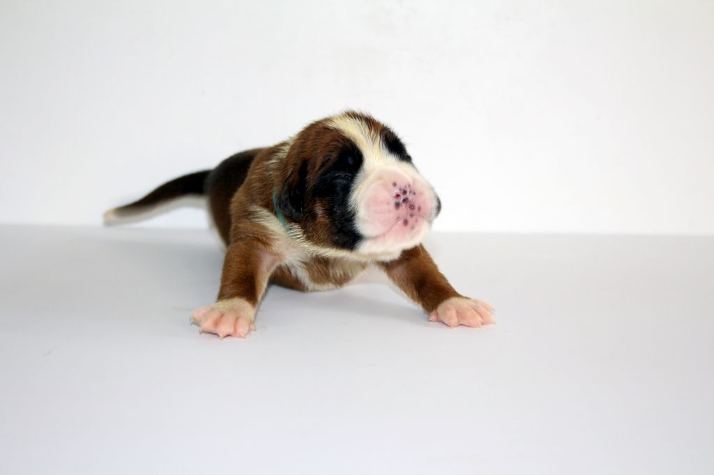 Del paradiso marino - Chiots disponibles - Boxer