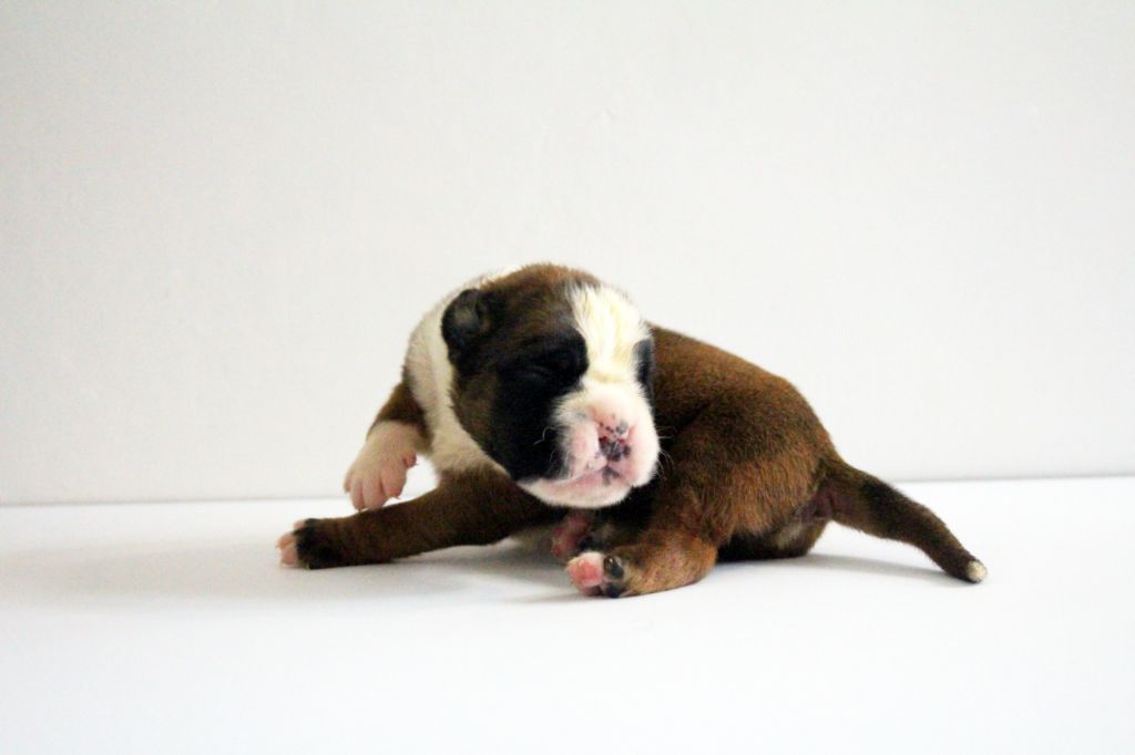 Del paradiso marino - Chiots disponibles - Boxer