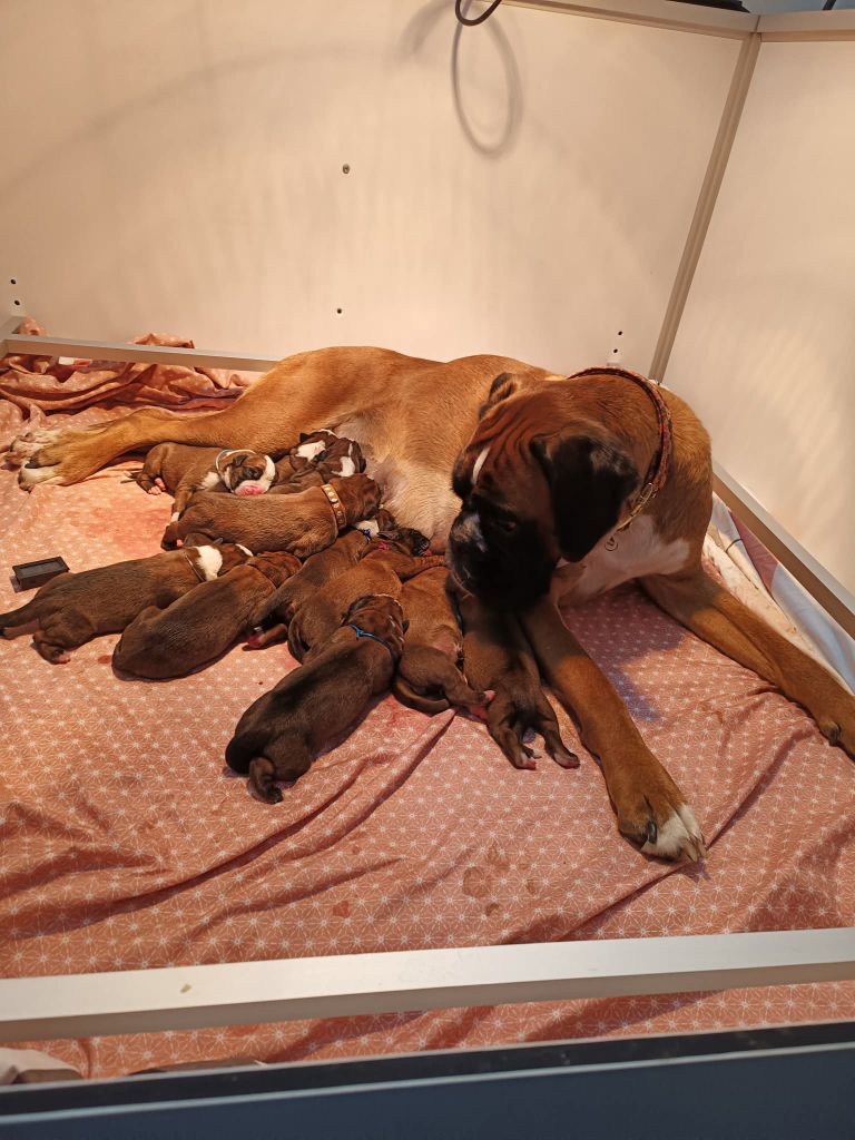 Chiot Boxer Del paradiso marino