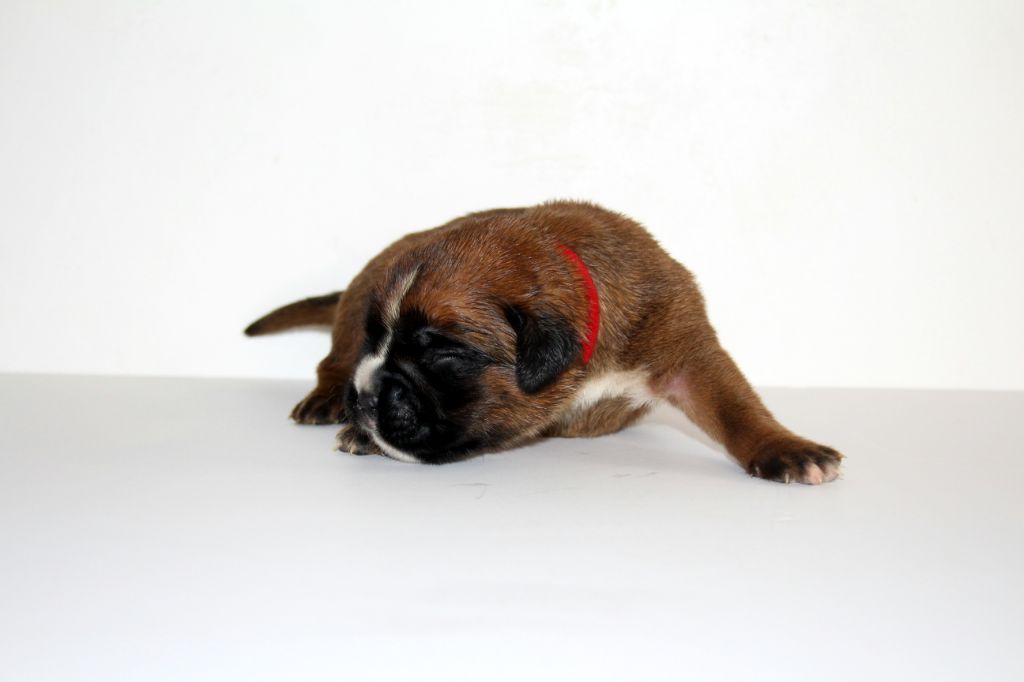 Del paradiso marino - Chiots disponibles - Boxer
