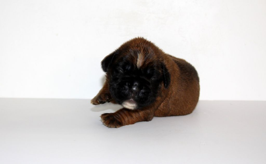 Del paradiso marino - Chiots disponibles - Boxer
